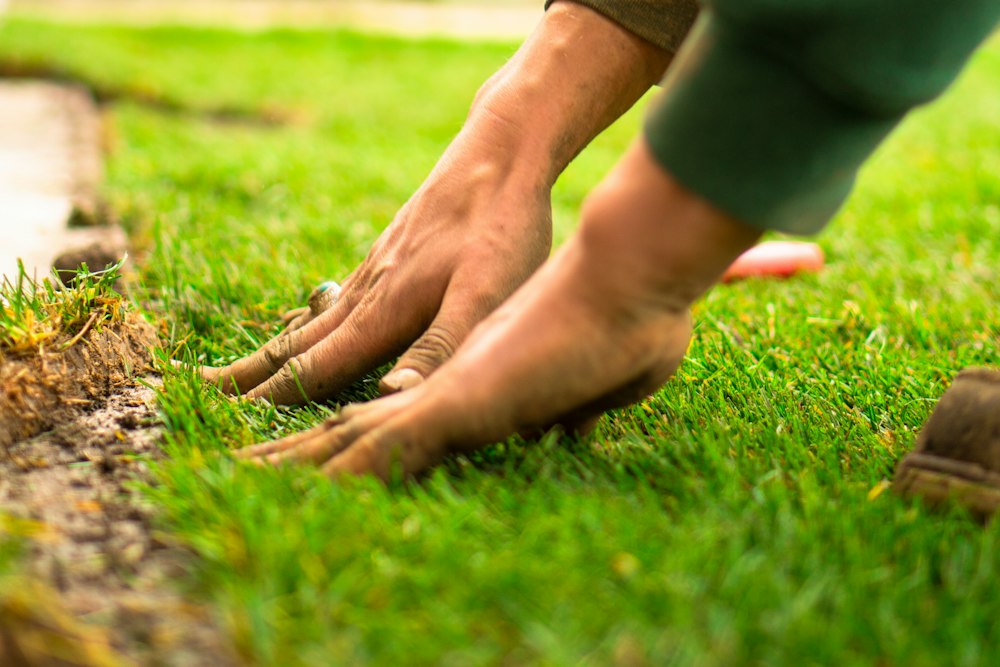 Landscaper pressing sod into soil